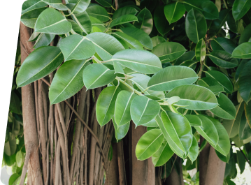 Natural rubber plant