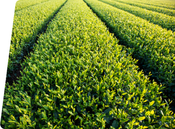 Soybean field