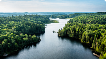 river surrounded by trees