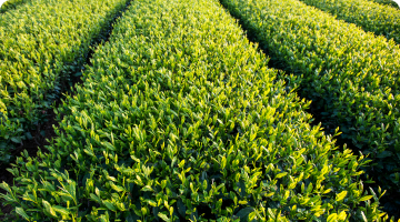 soybean field