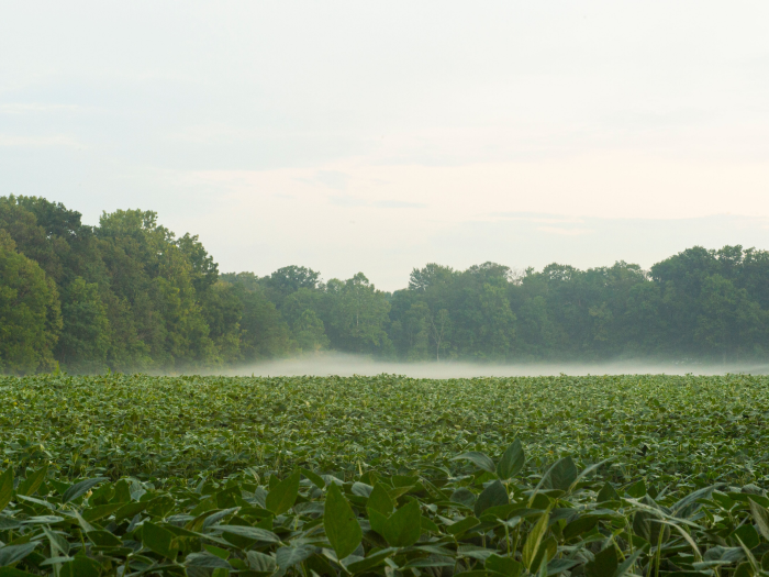 Field of soybean plants