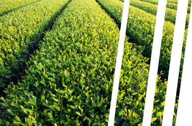 Soybean field